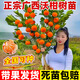 呆果丁廣西武鳴沃柑樹(shù)苗正宗無(wú)核無(wú)籽嫁接沙砂糖橘桔子果苗果樹(shù)南方種植 3年苗（當年結果）死苗包賠
