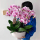 元族【2小時(shí)達】大花蝴蝶蘭盆栽蘭花鮮花同城配送長(cháng)輩節日生日禮物 6株粉色蝴蝶蘭盆栽-榮華富貴（花盆隨機）