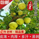 樹(shù)上自然熟福建仙游度尾文旦柚子老樹(shù)果蜜柚孕婦水果生鮮禮盒 5斤老樹(shù)果網(wǎng)袋裝-無(wú)洞-樹(shù)上熟