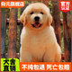 仰元純種金毛幼犬活體寵物狗雙血統大型犬金毛大骨架沙灘金金毛血統級 血統級 金毛 公