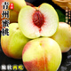 騎猴趕馬高山青州蜜桃現(xiàn)摘桃子應季新鮮水果整箱時令水果山東蜜桃子【約15-20枚】凈重2.5斤 嘗鮮裝【精選老樹果，桃子愛好者首選】