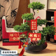 Only you【兩小時(shí)達】五層塔松盆栽青松綠植松樹(shù)盆景室內植物開(kāi)業(yè)生日喬遷 松鶴延年【精致造景五層塔松盆景】祝壽送禮推薦