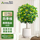 愛(ài)優(yōu)尚桂花樹(shù)苗四季桂盆栽可食用開(kāi)花香室內外陽(yáng)臺客廳源頭直發(fā)