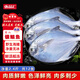 弘品匯 舟山銀鯧魚2.4斤/12條新鮮急凍白鯧魚平魚生鮮魚類海鮮源頭直發(fā) 