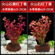 寵小俠水草植物魚(yú)缸真草造景生態(tài)全套擺件養魚(yú)增氧鋪底陰性水培凈化綠植 紅丁香+紫丁香【丁香組合】