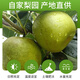 上海莊行甜蜜梨翠冠梨新鮮水果 5斤
