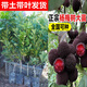 正宗嫁接東魁楊梅樹(shù)苗特大楊梅樹(shù)果苗南方北方種植盆栽地栽果樹(shù)苗 東魁楊梅小苗25-35cm
