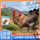 三德子好甄選【贈菌菇包】燉湯老母雞散養(yǎng)350天以上新鮮宰殺雞肉生鮮 雙只大號(2.4-3kg)