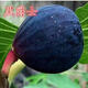 黑爵士無(wú)花果樹(shù)苗嫁接無(wú)花果樹(shù)苗耐寒南方北方四季種植當年結果苗 2年試栽苗1顆【2年后試果】