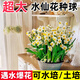 楸珞園漳州水仙花種球水養盆栽重瓣洋水仙秋冬開(kāi)花卉室內花綠植水培好養 精選優(yōu)質(zhì)【中球】漳州水仙花3球+營(yíng)養液