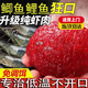 谷道香絕密小懶蟲(chóng)免開(kāi)鮮蝦餌拉餌蝦滑餌料釣魚(yú)鯽魚(yú)野釣專(zhuān)用秋冬鯽魚(yú)鯉魚(yú) 1袋裝【小懶蟲(chóng)】真鮮蝦餌 蝦餌伴侶野釣海釣蝦肉餌釣魚(yú)鰲蝦黑魚(yú)