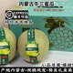 憶京源內(nèi)蒙古牛三蜜瓜網(wǎng)紋瓜日本引種冰淇淋網(wǎng)紋蜜瓜牛3新鮮水果 5斤優(yōu)選裝【2-4個(gè)】