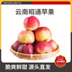 楊家姑娘正宗云南昭通丑蘋(píng)果 冰糖心高山紅露蘋(píng)果當季新鮮水果禮盒 果徑70-80mm（實(shí)惠中果） 5斤裝【80%的人選擇】