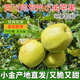 鮮美驚四川小金蘋(píng)果阿壩州高原金冠青蘋(píng)果高原特產(chǎn)酸甜脆爽水果中秋佳品 【產(chǎn)地直發(fā)-新鮮采摘】 【實(shí)惠中果】8斤|24枚左右-彩箱