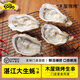 木屋燒烤食材半成品羊肉串肉串材料批發(fā)夜市露營(yíng)特色戶(hù)外自助套餐 生蠔5個(gè)