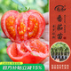 壽禾 蔬菜苗活苗帶土發(fā)貨大全菜苗種苗秋冬各種秧苗山東壽光苗子陽(yáng)臺 [水果番茄型]普羅旺斯番茄苗6棵