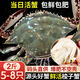 【鮮活發(fā)貨】尚致青島梭子蟹鮮活螃蟹梭子蟹活蟹海蟹飛蟹中秋禮盒 【鮮活精選】2斤(5-8只)公母混發(fā)