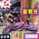 胖東來(lái)姜子牙果姜紫芽果山野水果九翅豆蔻姜苗果新鮮現摘水果 1斤