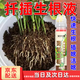 艾尚棵生根劑生根粉扦插生根液快速發(fā)根生根粉壯苗劑強力生根液生根水藥落地生根【1瓶】【扦插移栽育苗專(zhuān)用】【3天生根】