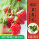 壽禾草莓苗帶土發(fā)貨大苗壽禾苗場(chǎng)四季帶盆栽好秋冬季批發(fā)奶油秧苗 【帶土帶盆】奶油草莓苗3盆+肥
