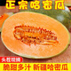 黃六爺正宗海南超甜哈密瓜10斤網(wǎng)紋瓜新鮮當季水果甜瓜香瓜蜜瓜西州蜜 精品瓜丨新鮮超甜 【整箱8-10斤】3-5個(gè)裝