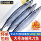 尚致秋刀魚(yú)鮮活冷深海魚(yú)新鮮海捕日料生鮮燒烤食材海鮮魚(yú)類(lèi) 秋刀魚(yú)4斤