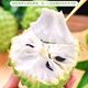 云果農鮮豐【順豐精品】鳳梨釋迦果新鮮當季水果彩箱佛頭果牛奶純甜大番荔枝 精品大果【凈重3-3.1斤】單果251g+