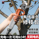 邁越家用電動(dòng)剪刀果樹(shù)剪充電園林修剪機樹(shù)枝修枝剪電動(dòng)農具 36V有線(xiàn)7.0尊貴電動(dòng)剪刀