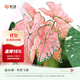 虹越（HONGYUE） 高端綠植彩葉芋盆栽 多品可選室內陽(yáng)臺客廳裝飾觀(guān)葉植物 【CN彩葉芋】“粉色飛濺” 1加侖盆栽（日?？睿? title=
