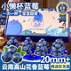 京地達藍莓云南花香藍莓新鮮脆甜水果禮盒小懶杯60g*8杯20mm+源頭直發(fā)