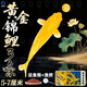 百綸木千黃金錦鯉活體觀(guān)賞魚(yú)活魚(yú)大型易養魚(yú)缸冷水淡水魚(yú)招財小魚(yú)苗金魚(yú) 【金龍獻瑞】5-7cm3條（魚(yú)糧+漁撈）