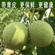 云南青皮核桃老品種核桃老樹(shù)核桃帶皮丑核桃新貨孕婦薄皮核桃 云南青皮新貨老樹(shù)核桃【帶皮更鎖鮮】 新貨老樹(shù)核桃5斤配夾子商超品質(zhì)