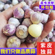 味小仙云南紫皮獨(dú)頭蒜干蒜 2025新蒜大蒜頭蔬菜生鮮 中號(2.5cm-3.0cm)干蒜 5斤