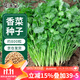 花沃里香菜種子約800粒 調味菜四季蔬菜種子大全陽(yáng)臺盆栽/庭院田間種籽