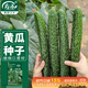壽禾大黃瓜種子苗老品種密刺秋季菜籽 濰育中壽四號黃瓜種子5g約120粒
