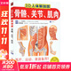 3D人體解剖圖 骨骼 關(guān)節 肌肉 圖書(shū)
