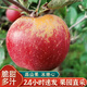 吉果叔 正宗大涼山丑蘋(píng)果 應當季時(shí)令新鮮水果四川冰糖心蘋(píng)果紅富士生鮮 凈重5斤 【迷你果】單果60-65mm