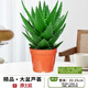 泰西絲蘆薈盆栽花卉綠植多肉植物四季好養精選大號蘆薈(原土盆)源頭直發(fā)