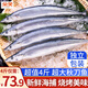 朵芙 新鮮秋刀魚(yú) 4斤 凈重獨立包裝刀魚(yú)秋刀魚(yú)燒烤食材海鮮水產(chǎn) 【新鮮秋刀魚(yú)4斤】500g*4袋