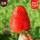 北蔬 紅草莓種子種苗四季盆栽陽(yáng)臺室內庭院水果籽 奶油草莓種子1000粒