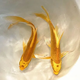 墨一金魚(yú)活魚(yú)黃金錦鯉魚(yú)招財風(fēng)水魚(yú)龍鳳錦鯉好養耐活冷水觀(guān)賞魚(yú) 黃金錦鯉16-18公分2條