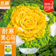 北蔬黃心菜種子黃心油菜玫瑰烏塌菜種籽 皇欣1號黃心菜種子20g約1萬粒