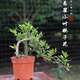 萌肉居懸崖飄枝造型梔子花原土盆花卉植物微景觀(guān)綠植苗盆景擺件源頭直發(fā)