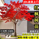 紅楓樹苗日本紅舞姬美國紅楓庭院高檔別墅綠植物耐寒耐旱紅楓盆景 中國紅楓（三季紅） 1公分粗