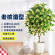 大型金桂桂花樹(shù)樹(shù)苗四季桂小苗銀桂室外戶(hù)外庭院綠化用桂花苗濃香 精品一級苗：原生桂【大苗】1棵