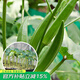 壽禾 秋葵苗壽光蔬菜苗四季陽(yáng)臺盆栽帶土帶葉發(fā)貨菜苗 黃秋葵苗 6棵