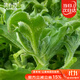菜禾地冰菜種子苗四季秋冬季易種植野菜陽(yáng)臺盆栽蔬菜種籽 冰菜種子600粒
