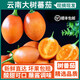 現摘樹(shù)番茄新鮮三斤云南洋酸茄大樹(shù)雞蛋果特產(chǎn)水果西紅柿現摘包郵 精選1斤