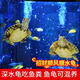 御聚源 深水寵物龜 清潔烏龜長(cháng)壽龜黃耳吃糞龜家養寵物觀(guān)賞小烏龜淡水 2-3厘 情侶龜1對(2只)