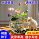 碗蓮種七彩五顏六色水培花卉水養四季蓮花荷花種蓮藕綠植水培蓮子 開(kāi)口/混色 20粒+生根粉